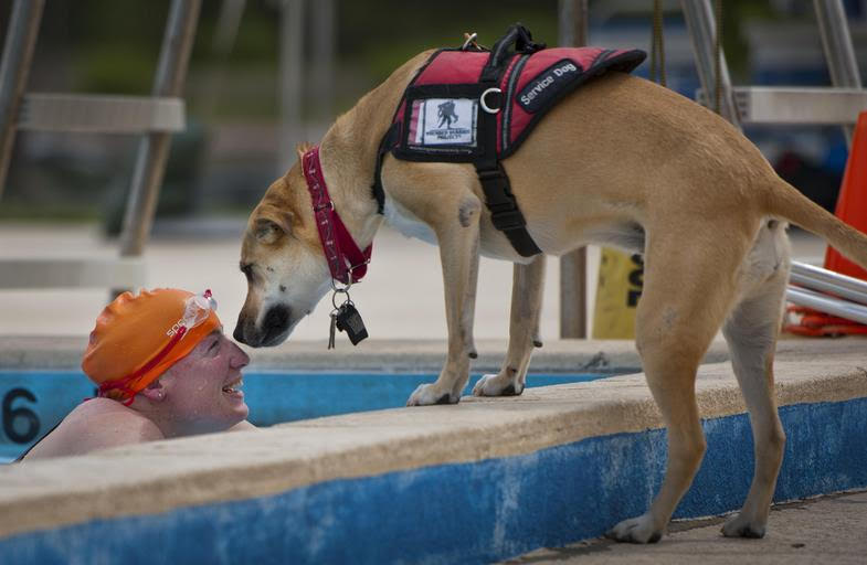 כלב שירות לבוש בווסט אדום עומד בקצה בריכת שחיה